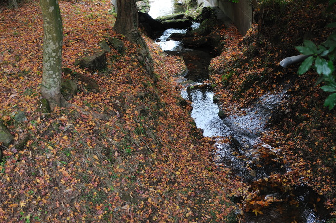 円覚寺～明月院の道　2009.11.29