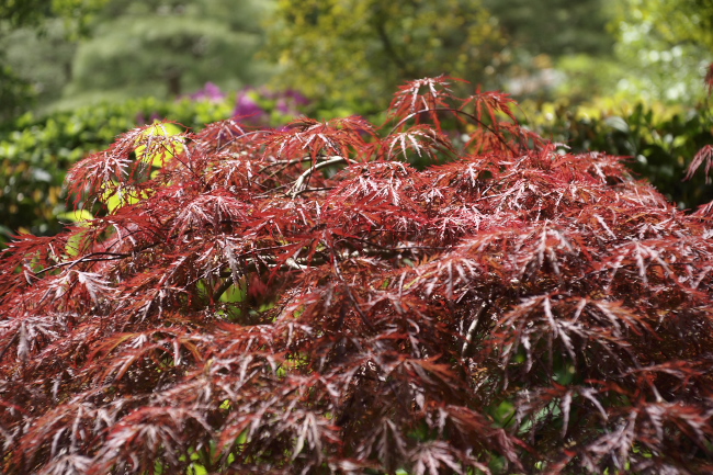 紅枝垂れ手向山　2011.5.2