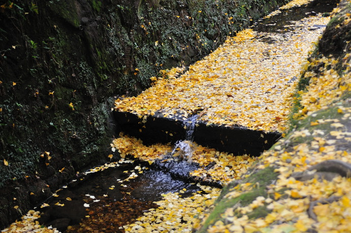 円覚寺～明月院の道　2009.11.29