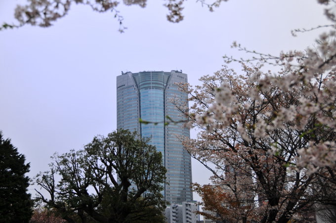 青山の桜２００９．４．５