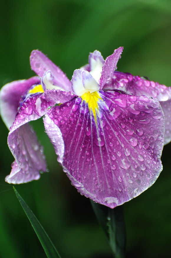 花菖蒲　２００９．５．３０　明治神宮御苑にて