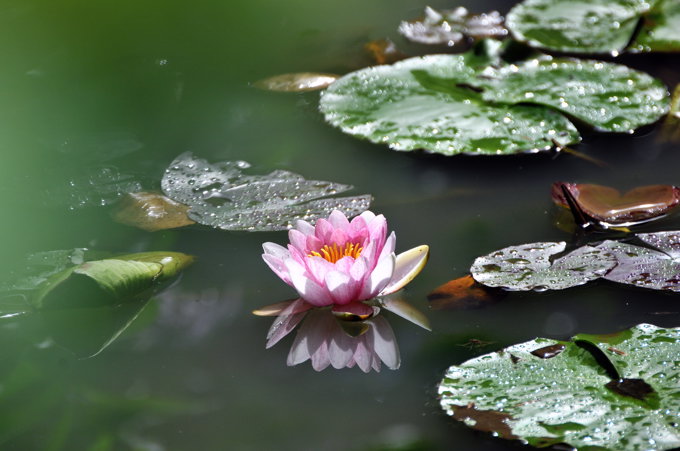 睡蓮　２００９．６．６　高幡不動尊にて