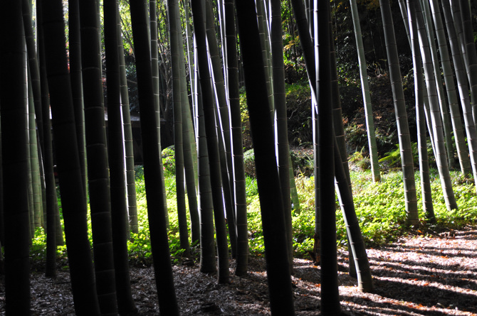 竹林の報国寺　2008  師走