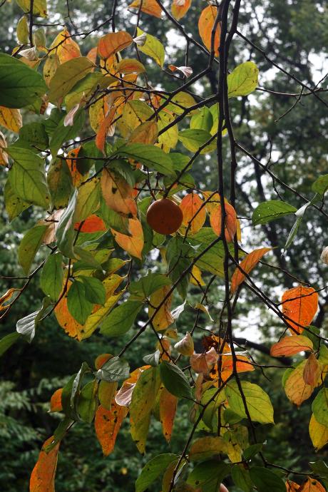 岡本公園の柿　2010.10.24