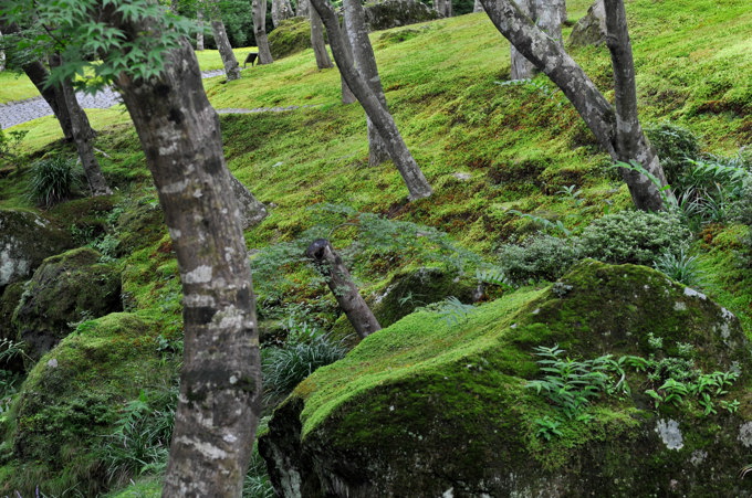 苔庭　2009.8.8