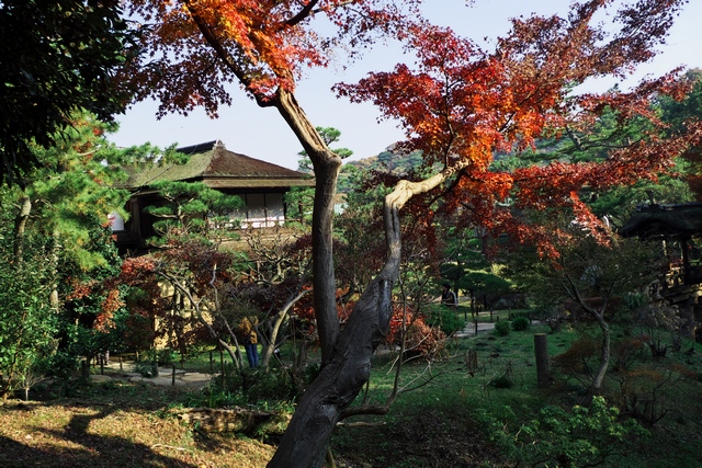 三溪園の紅葉　2011.12.