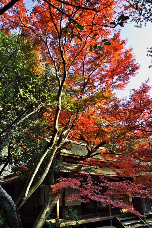 三溪園の紅葉　2011.12.