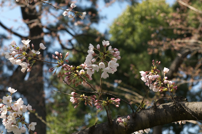 東御苑の染井吉野　2010.3.27