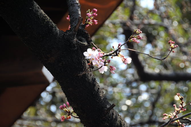 東京の桜開花宣言２００９．３．２１