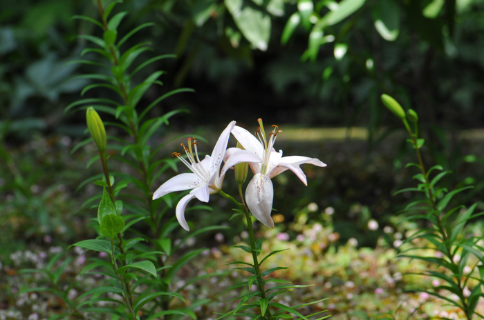 北鎌倉の花　円覚寺のユリ