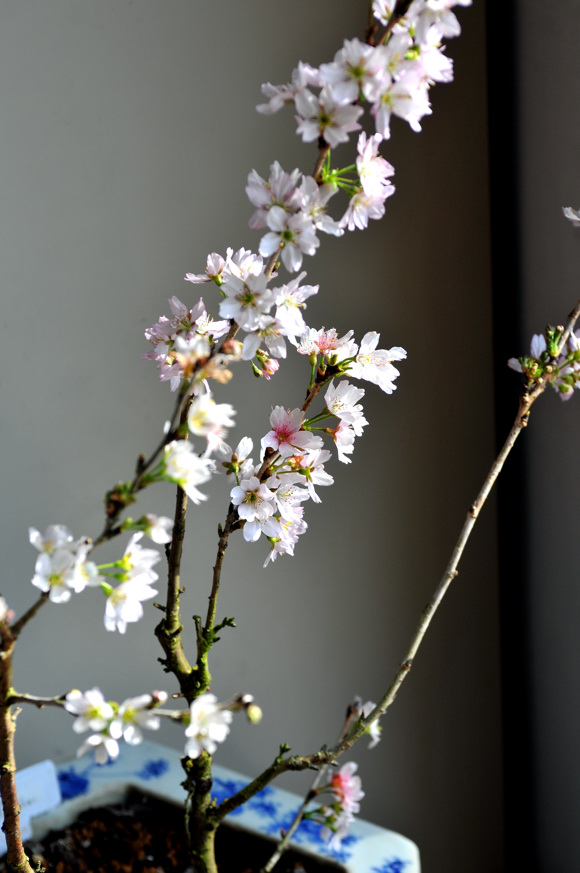 山形おばこ　　桜新品種　2009.3  小石川植物園にて