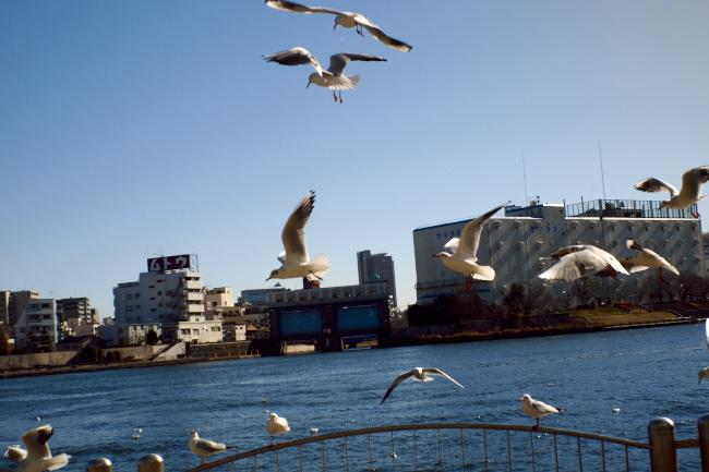 隅田川のカモメ　2011.1.16