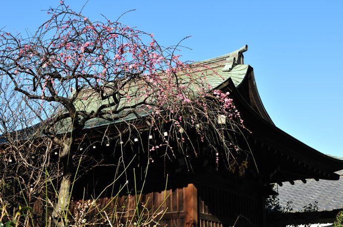 五條天神社の梅　2010.2.7