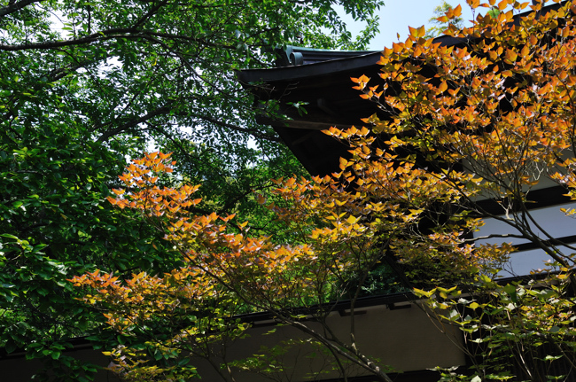 竹林の報国寺