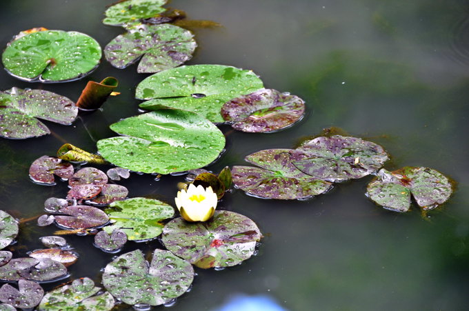 睡蓮　２００９．６．６　高幡不動尊にて