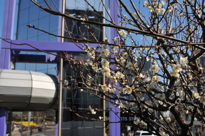 渋谷の梅の花