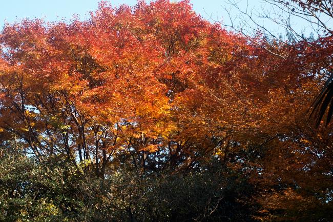 飛鳥山公園　2010.12.5