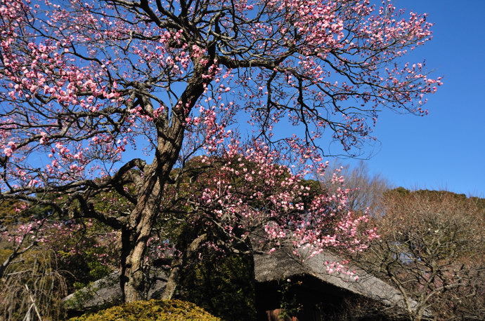 京王百草園の早咲きの梅　2010.1.30