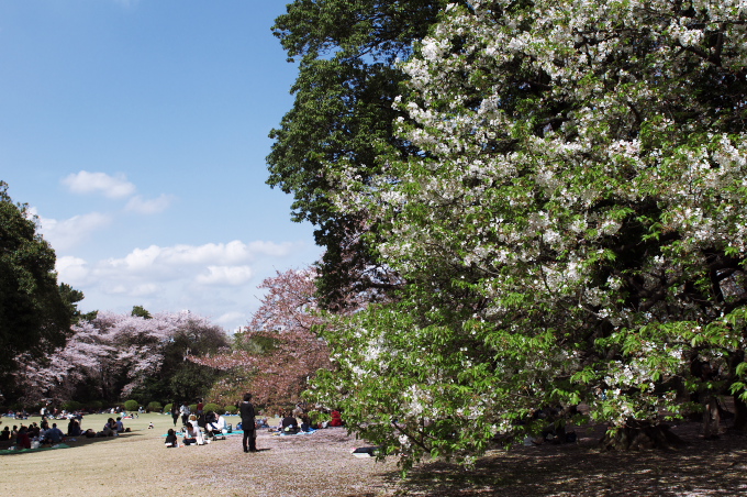 大島桜映える2010.4.10