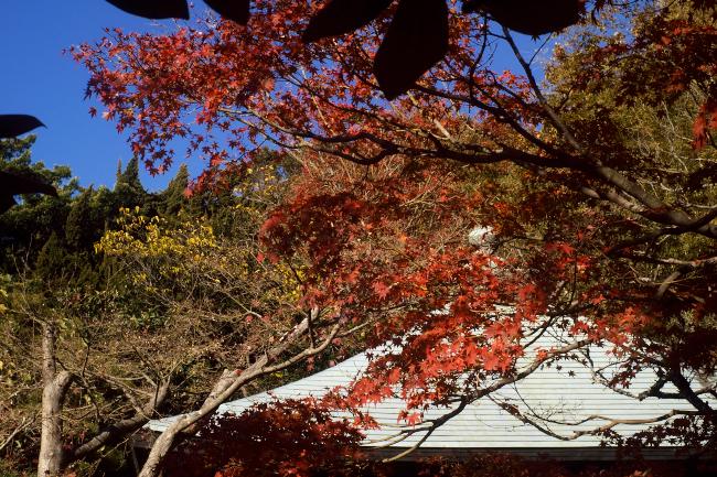 浄光妙寺の紅葉2010.12.4