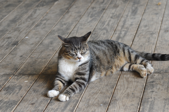 新宿御苑の猫