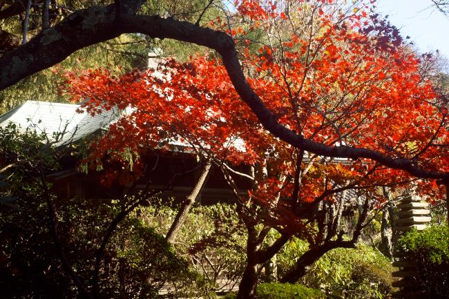 浄光妙寺の紅葉2010.12.4