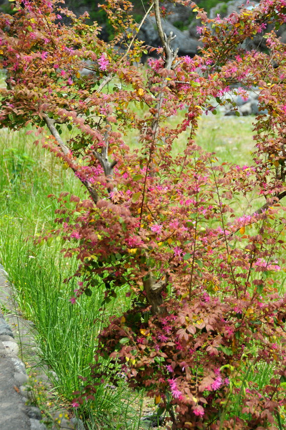 五月の花　御嶽渓谷　２００９．５，４