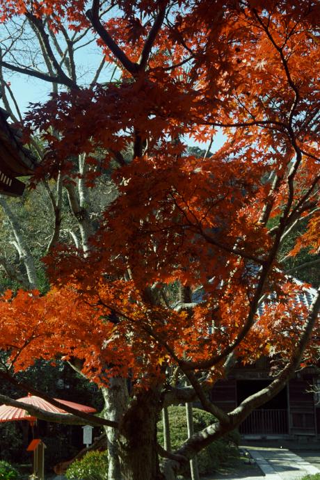 海蔵寺の紅葉Film 2010.12.4