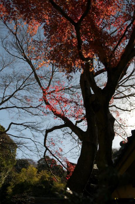 鎌倉　瑞泉寺　2010.12.23