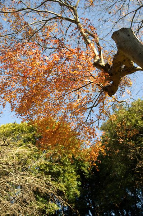 鎌倉　瑞泉寺　2010.12.23