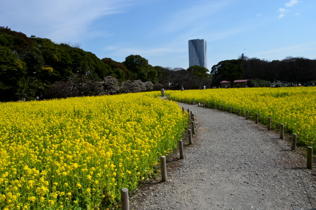 浜離宮の菜の花　2011.2.26