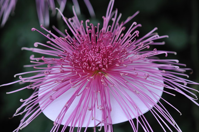 一文字菊・管物菊花壇　2009.11.2