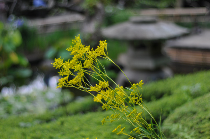 オミナエシ　長谷寺にて