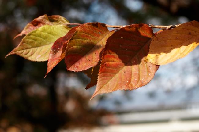 普賢像の紅葉　2010.11.20