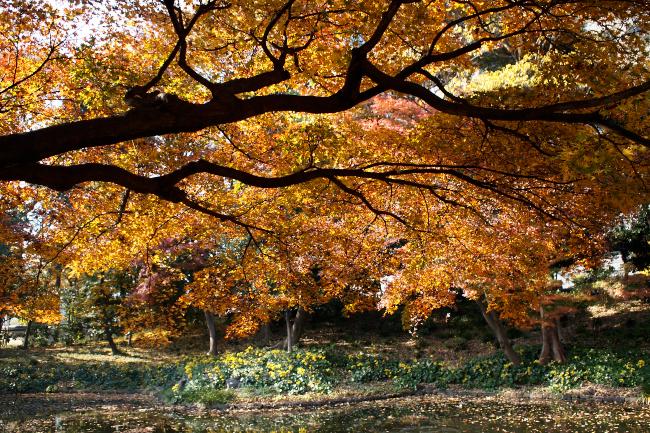 小石川後楽園の紅葉　2010.12.5