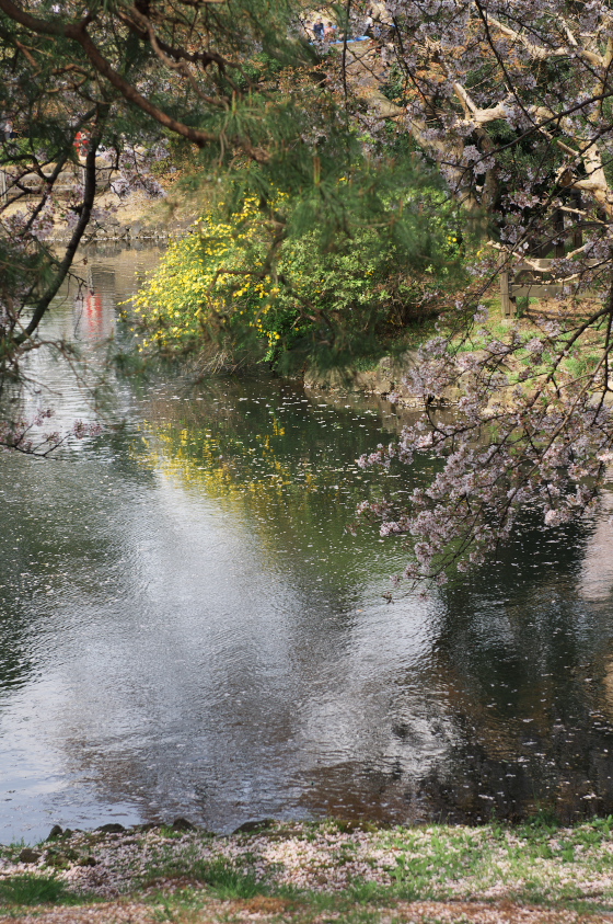 新宿御苑の桜　2010.4.10