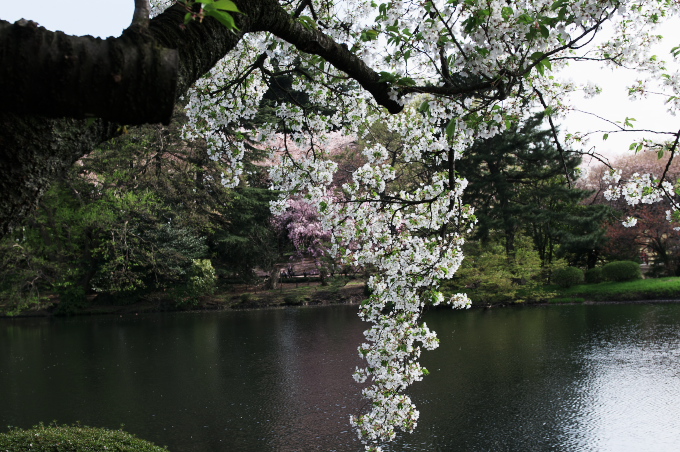 新宿御苑の桜　2010.4.10