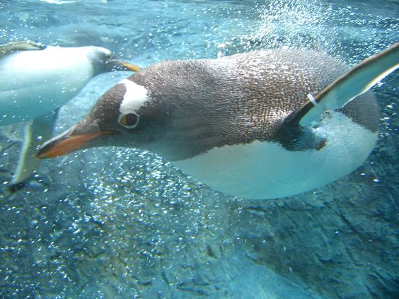 旭山動物園　ペンギン