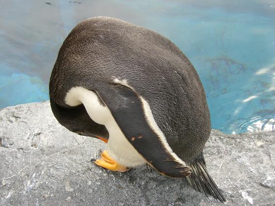 旭山動物園　ゴペンナサイ