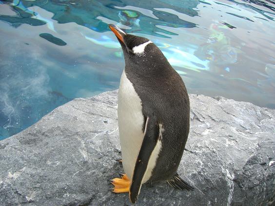 旭山動物園　ペンギン