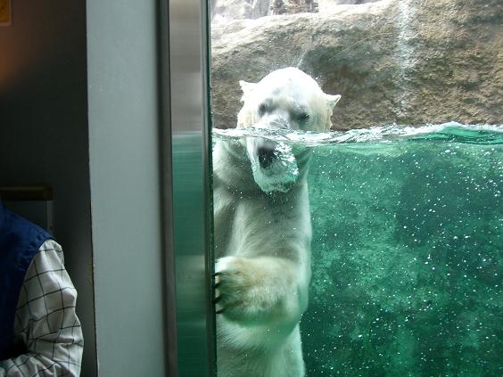 旭山動物園 ホッキョクグマ