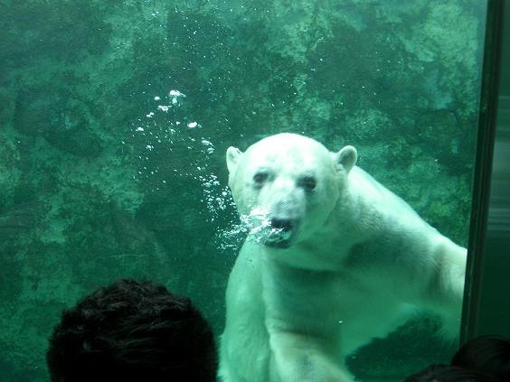 旭山動物園 ホッキョクグマ