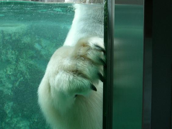 旭山動物園 ホッキョクグマ