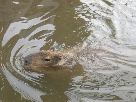 旭山動物園 カピバラ