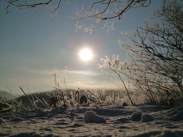 富良野雪野原