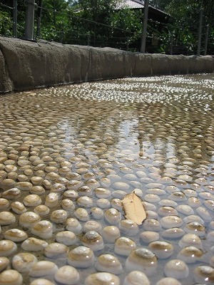 080730マレーシア 259.jpg