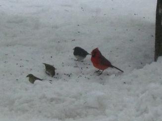 cardinals2