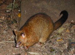 240px-Possum.jpg