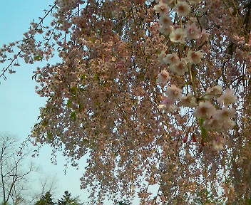 しだれ桜