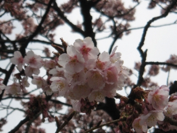 桜